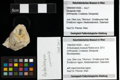 Foto (Objekt + Etiketten) von Ambulocapsa novacula (Robins et al., 2013) 
